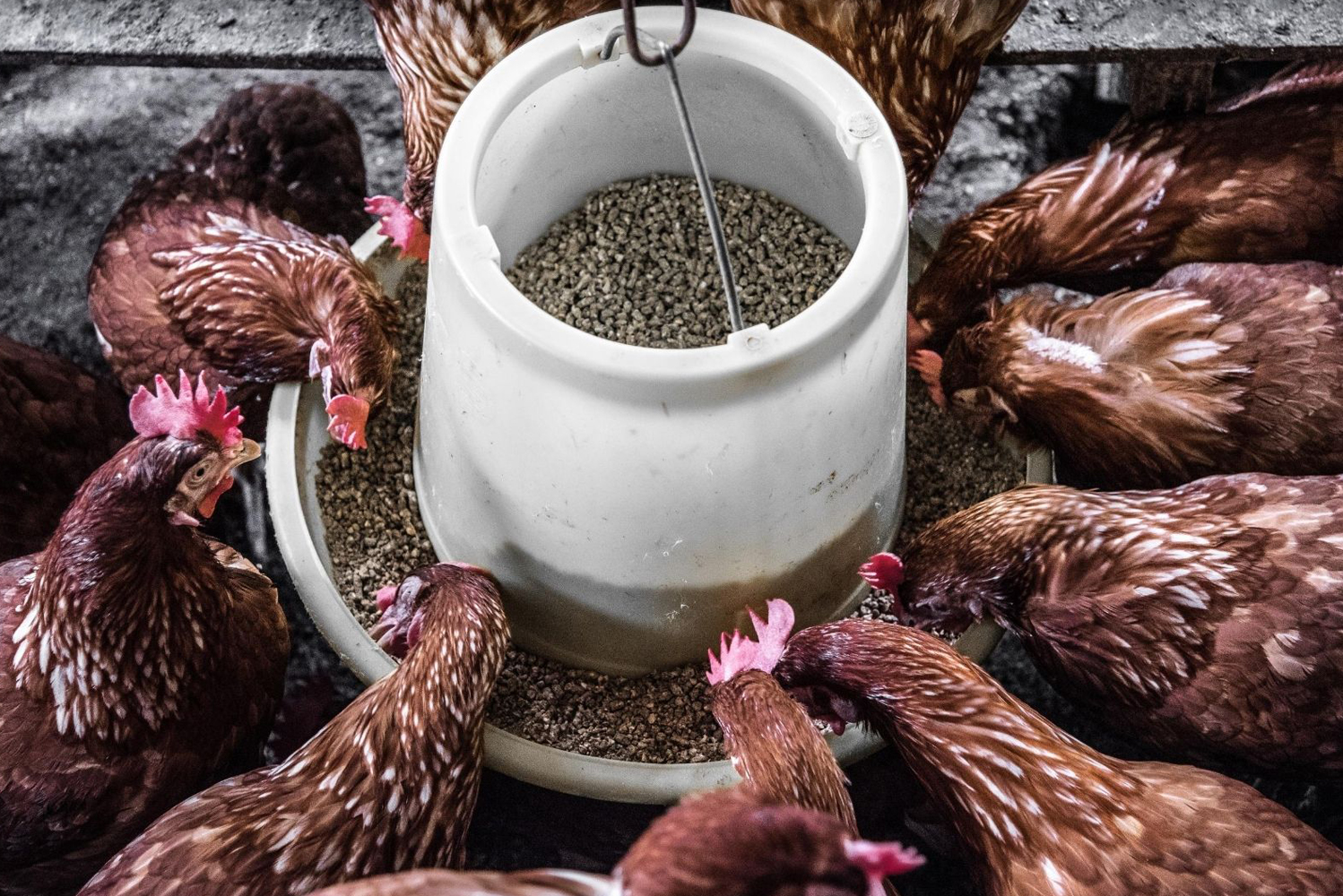 Chicken Road